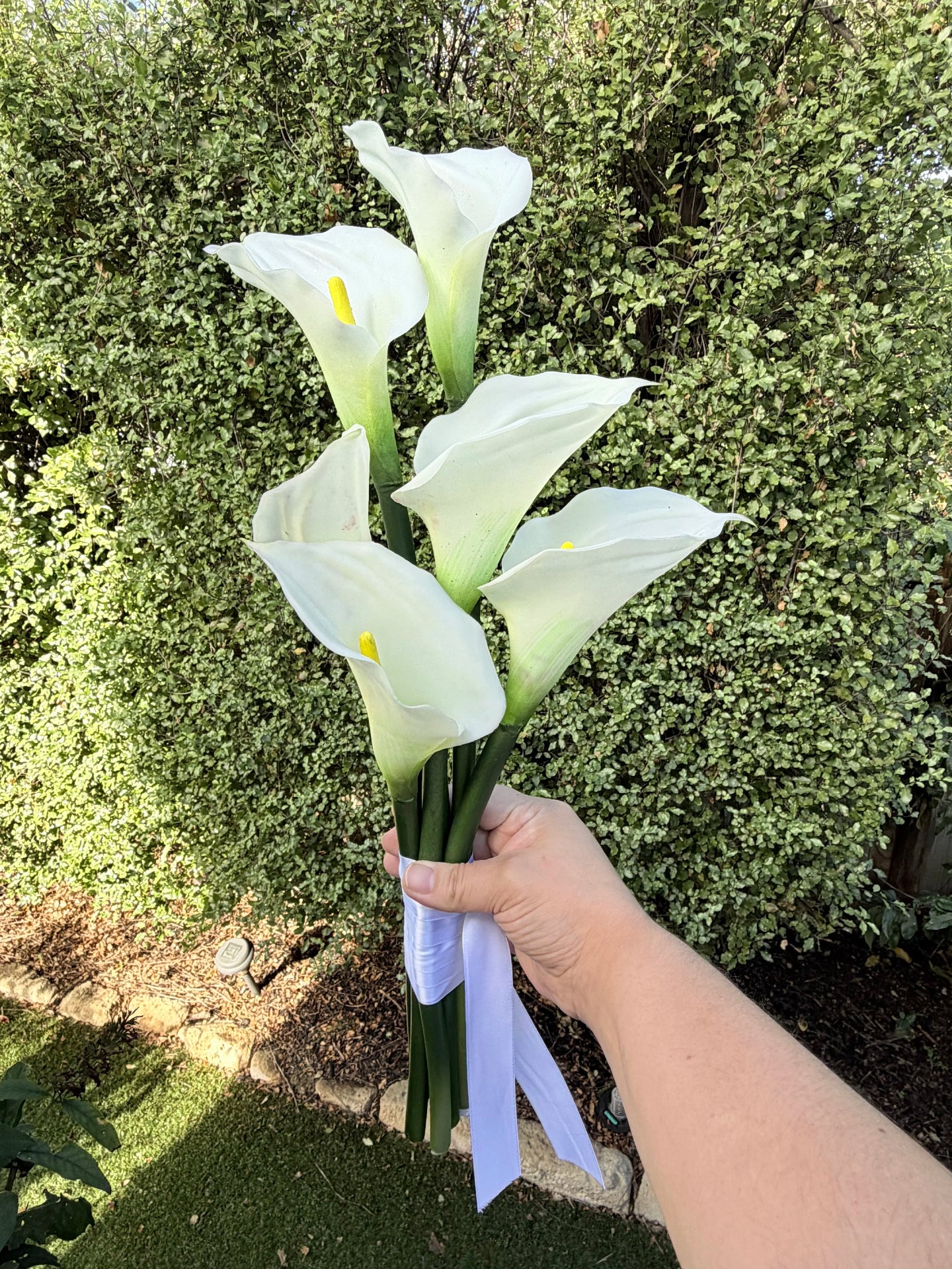 Bouquet of 6 white calla lilies held by a hand with a green bush in the background
